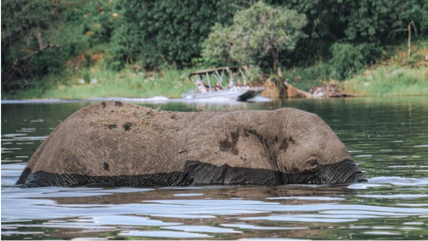 Elephant swimming in a river.