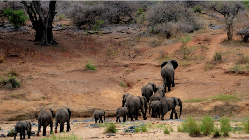 Herd of elephants walking together.