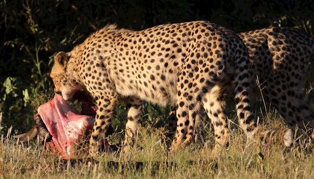 Cheetah feeding on prey in grass